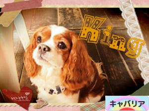 にほんブログ村 犬ブログ キャバリアへ
