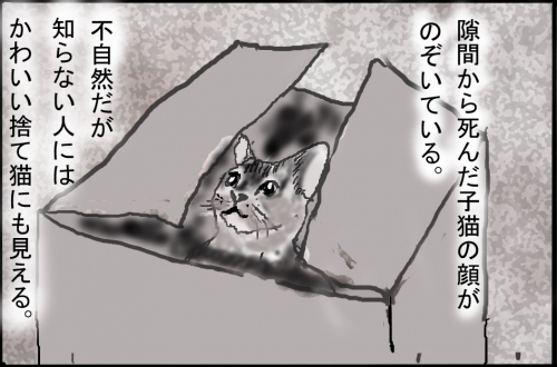 猫箱005