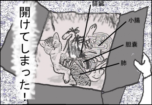 猫箱008