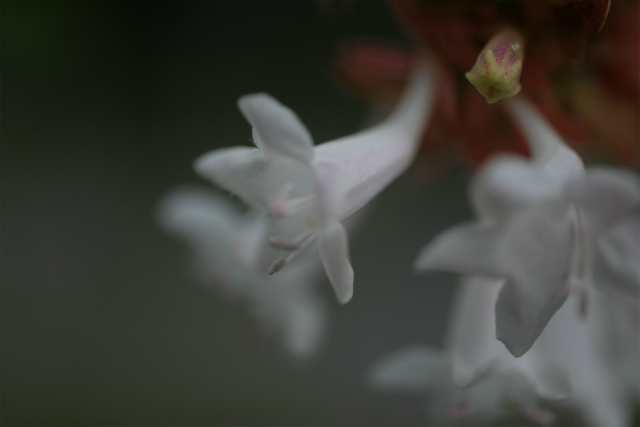 DSCF1656.jpg