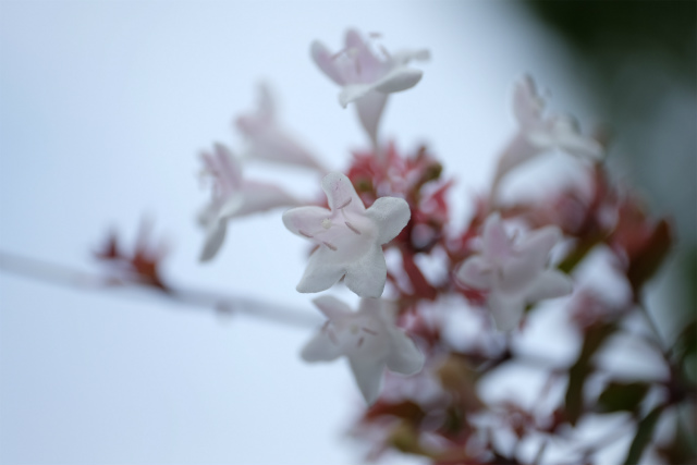 DSCF1662.jpg
