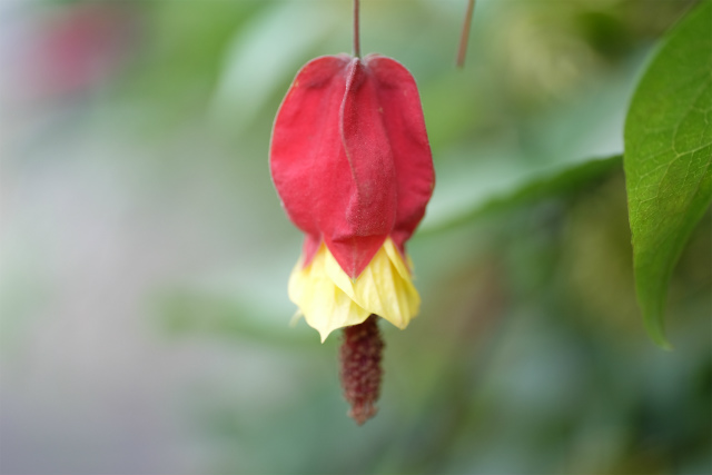 DSCF1665.jpg