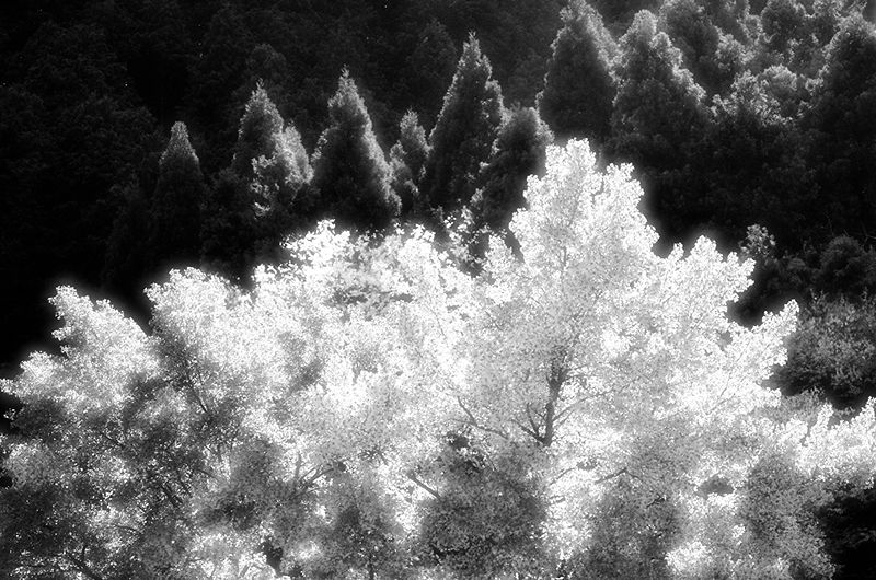 AN1311300188IR.jpg