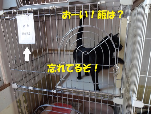 ハルル