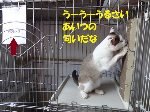 ジョエル
