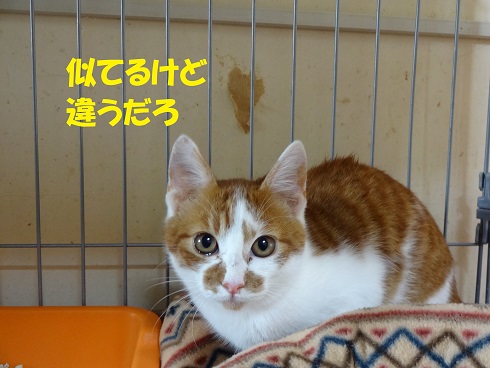 チャジ