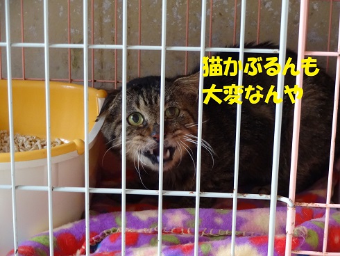 リュウ1
