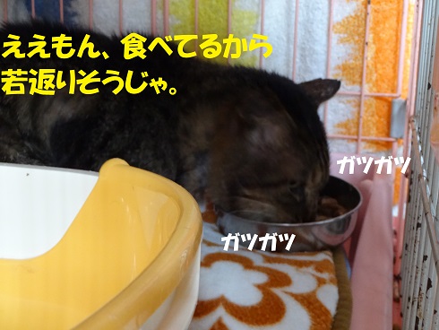 リュウ