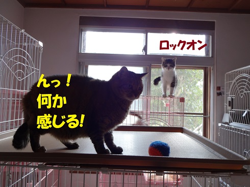 チャコ・カモメ2