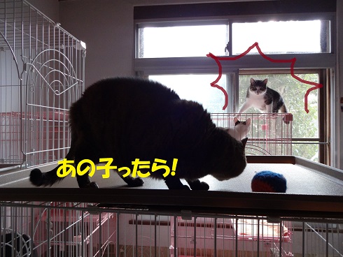 チャコ・カモメ3