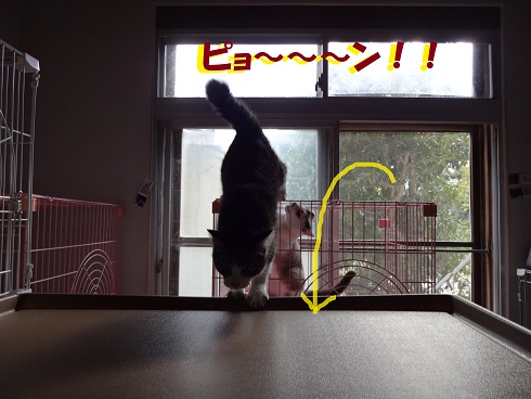 カモメ1