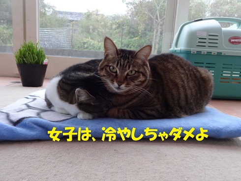 チョコ