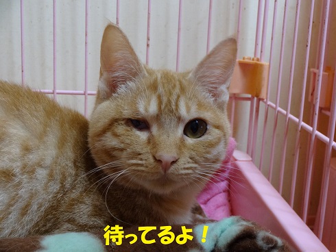 サト