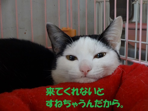 セイラ2