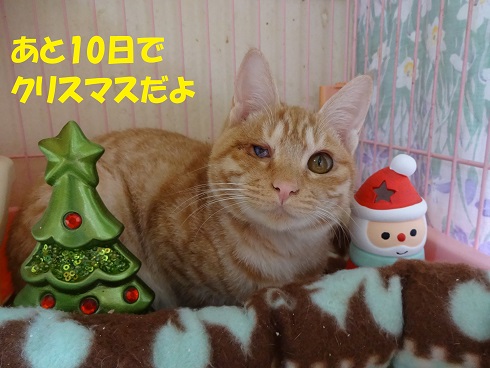 サト