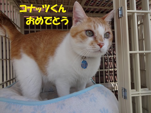 ナッツ