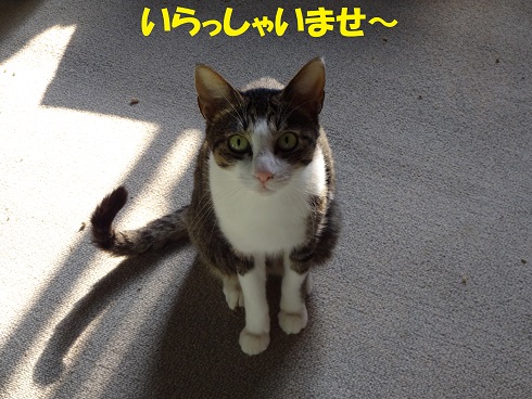 ななみ1