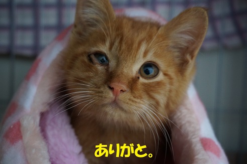 にゃん太3