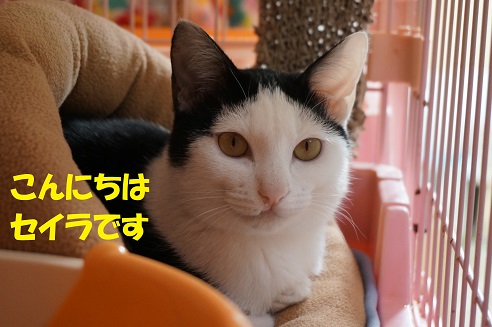 1セイラ