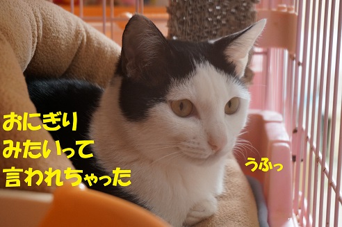 セイラ2