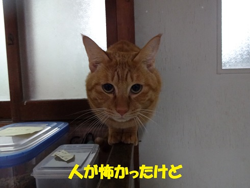 テン君1