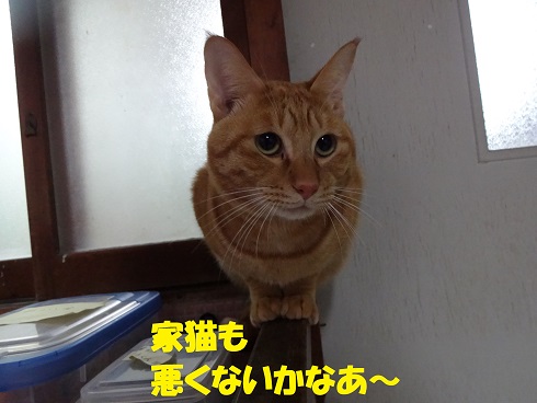 テン君2