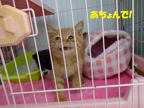 にゃん太