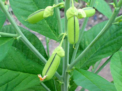 20090908IMG_3916.jpg
