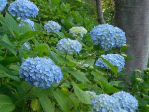 CIMG5442_convert_20130526112550.jpg