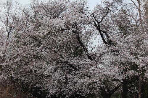 IMG_4852_convert_20130329090015.jpg