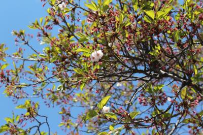 IMG_5744_convert_20130428182035.jpg