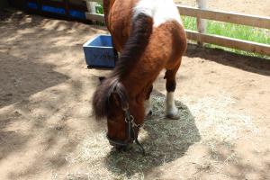 IMG_6251_convert_20130522090457.jpg