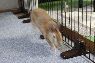 IMG_6381_convert_20130526091452.jpg