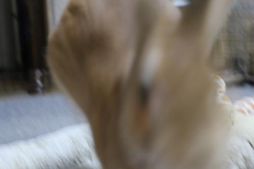 IMG_6627_convert_20130612084608.jpg