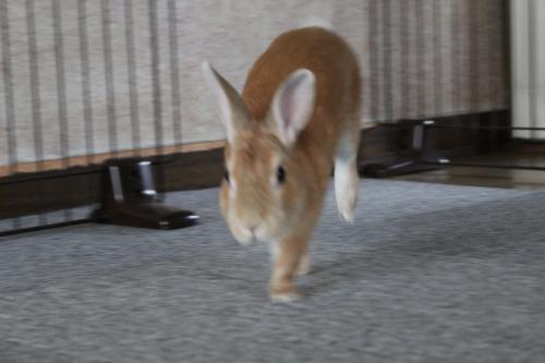 IMG_6680_convert_20130617073608.jpg