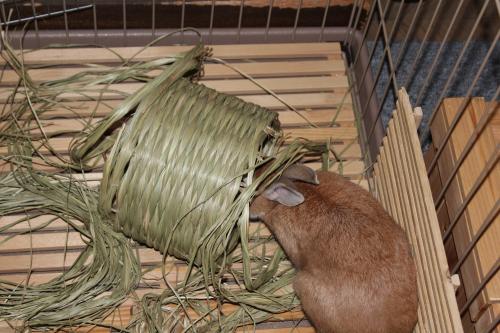 IMG_7247_convert_20130719090318.jpg
