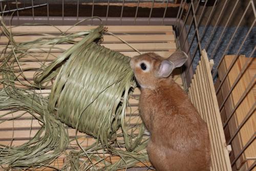 IMG_7248_convert_20130719090339.jpg