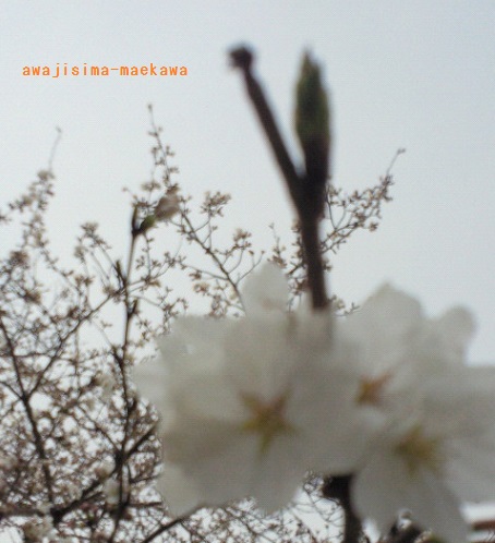 201303261447000sakura.jpg