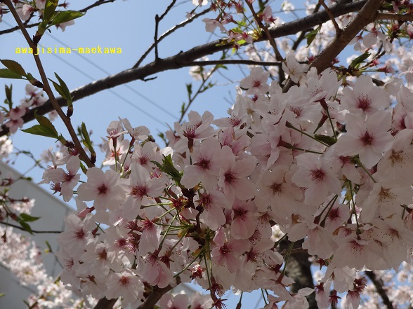 DSC00800.jpg