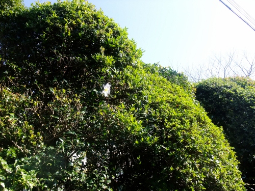 山茶花