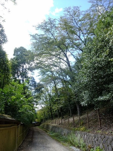 桜の木