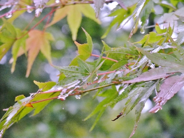雨が降ってきた