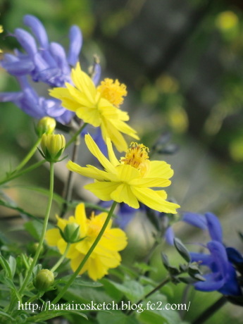 黄花コスモスとメド―セージ3