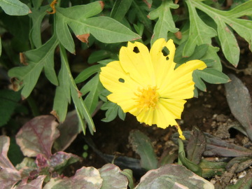 CIMG1096.jpg