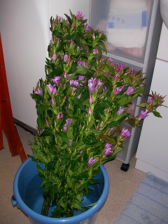 2007.10.19-19.22.50.jpg