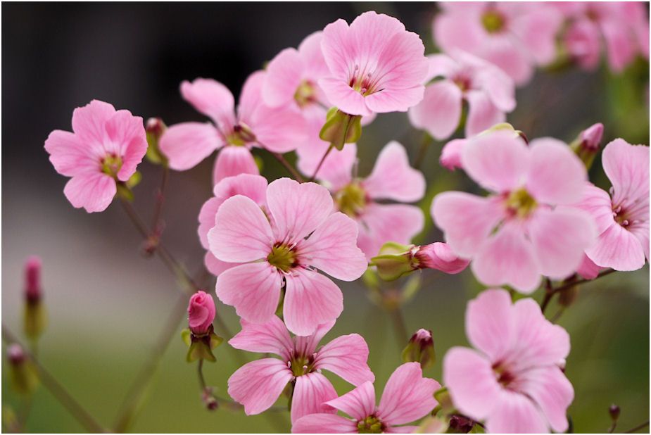 ピンクのカスミソウ 花 植物
