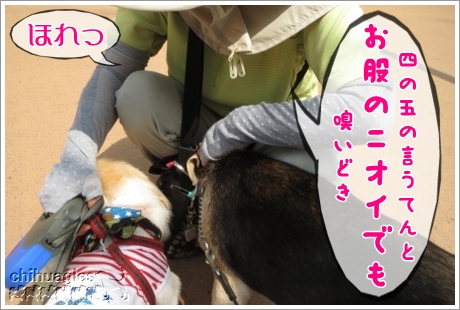 ビーグルがおばさんの股間のにおいを嗅ぐ