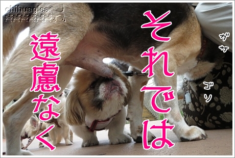 ビーグルの股間を舐めるペキニーズ