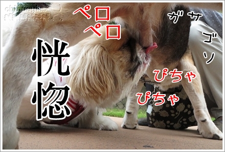 ビーグルの股間を舐めるペキニーズ