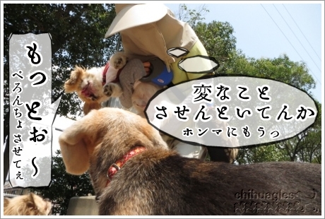 ビーグルの股間を舐めたいペキニーズとそれを止めさせた飼い主